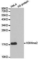 Anti-Histone H3K4me2