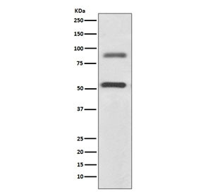 Anti-DCLK1 / Doublecortin-like kinase 1, clone AAFA-4