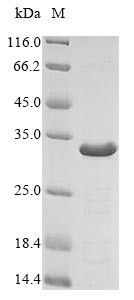 Adiponectin (Adipoq), mouse, recombinant