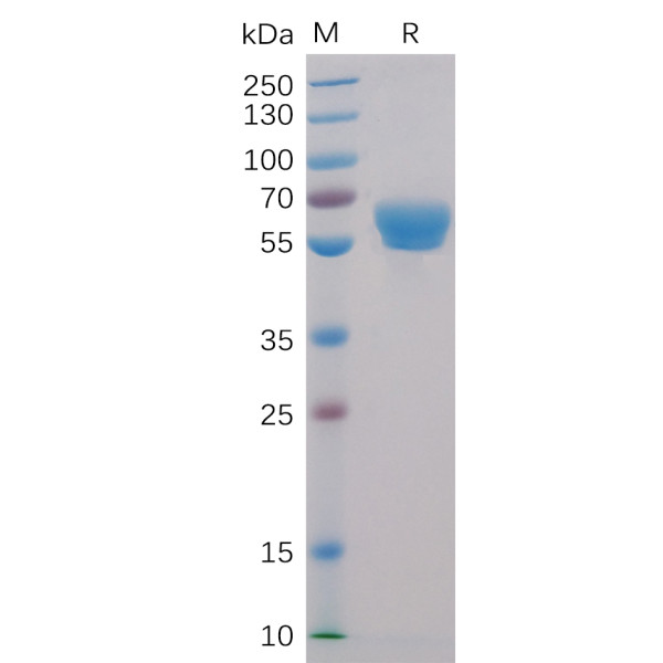 Human 4-1BB Protein, mFc-His Tag