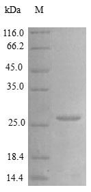 Vascular endothelial growth factor A protein (VEGFA), partial (Active), human, recombinant