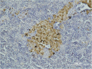 Anti-CASP8 Monoclonal