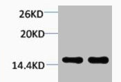 Anti-Di-Methyl-Histone H1 (Lys25)