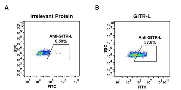 Anti-GITR Ligand antibody(DM52), Rabbit mAb