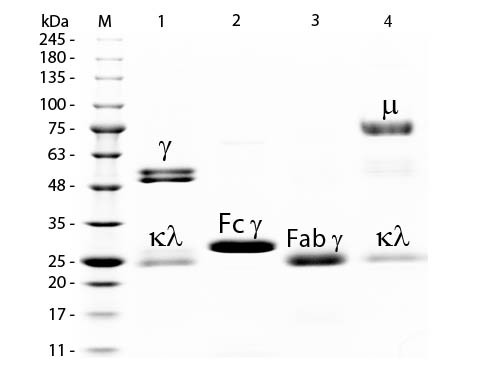 Rat IgG F(c) Fragment Biotin Conjugated