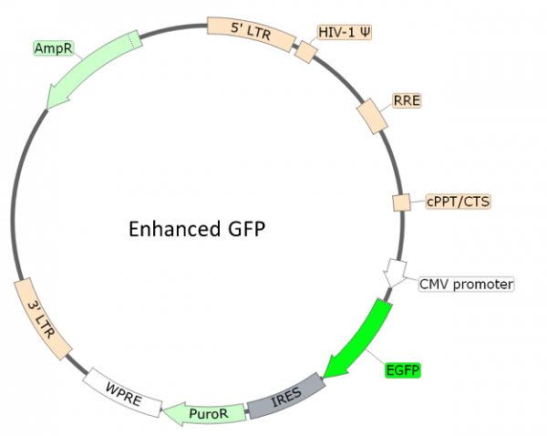 Spike (B.1.617.2.1, Delta Plus Variant) (SARS-CoV-2) Pseudotyped ...