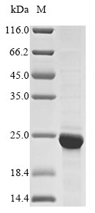 Histone H2B type 1-A (Hist1h2ba), mouse, recombinant