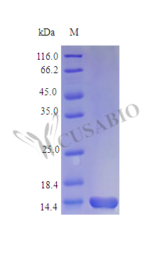 Interleukin-7 protein (Il7) (Active), mouse, recombinant