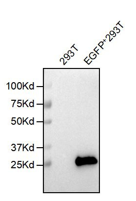 Anti-EGFP antibody(5F3), Rabbit mAb