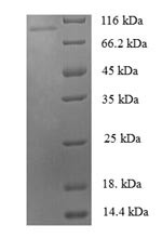 Zinc finger protein 175 (ZNF175), human, recombinant