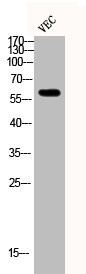 Anti-Phospho-SMAD2/SMAD3 (T8)