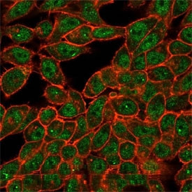 Anti-CELF2 / CUGBP2 / ETR3, clone PCRP-CELF2-1E4