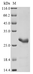 Interferon alpha-17 (IFNA17), human, recombinant