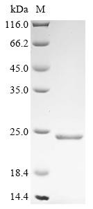 B-lymphocyte antigen CD20 (MS4A1), partial, Canis lupus familiaris, recombinant