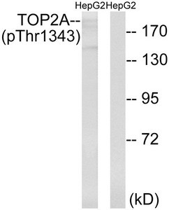 Anti-Phospho-TOP2A (Thr1343)