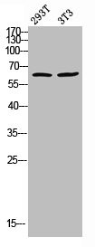 Anti-Phospho-TH (S8)