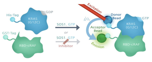 KRAS(G12C) Coupled Nucleotide Exchange Assay Kit