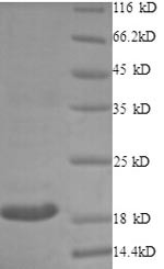 CD40 ligand (CD40LG), partial, rabbit, recombinant