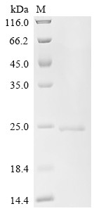 Integrin alpha-L (ITGAL), partial, human, recombinant