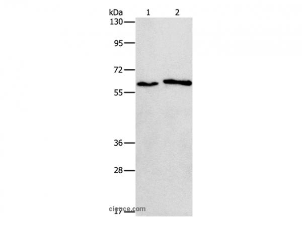 Anti-CHRNA2