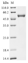 Integrin alpha-L (ITGAL), partial, human, recombinant