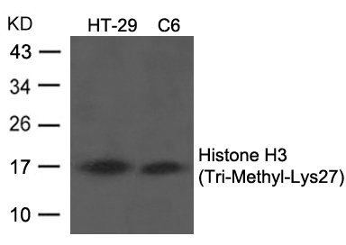 Anti-Tri-Methyl-Histone H3 (Lys27)