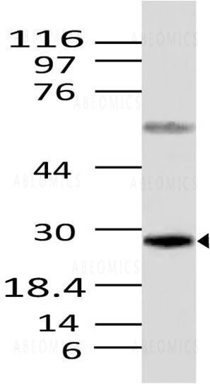 Anti-Caspase-12