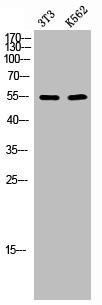 Anti-CAMK2A/CAMK2D