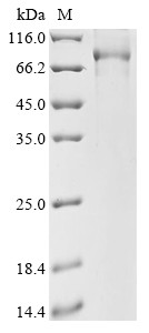 cGMP-dependent protein kinase 1 (Prkg1), mouse, recombinant