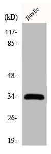 Anti-CDK2