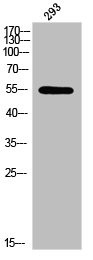 Anti-Phospho-LEF1 (S42)