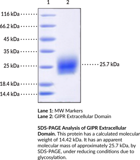 GIPR Extracellular Domain (human, recombinant, aa 26-138)