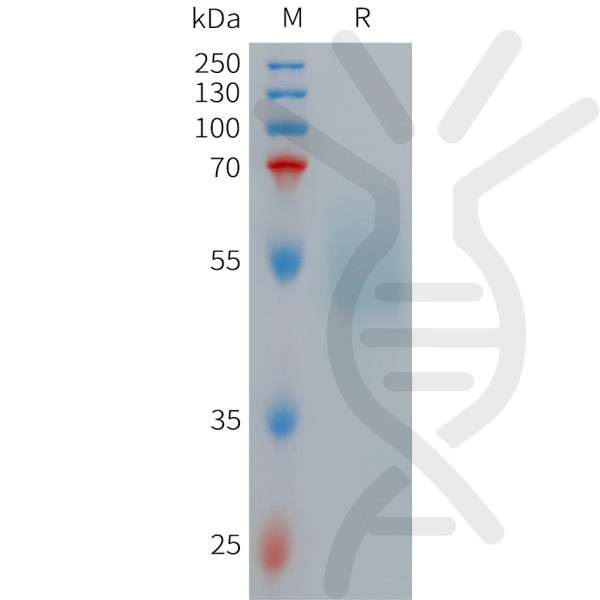 Human GLP1R Protein, hFc Tag