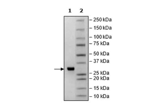 3CL Protease (T21I, S144A) (SARS-CoV-2) Recombinant
