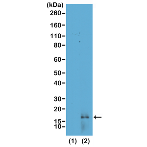Anti-Dimethyl Histone H3 (Lys14), Rabbit Monoclonal (RM165)