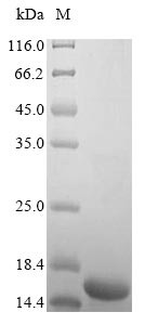 Insulin-like growth factor I (IGF1), human, recombinant