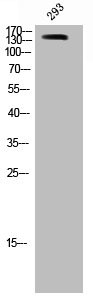 Anti-SMC1A