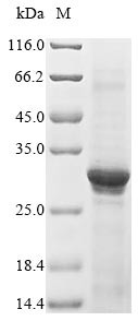 Acetylcholine receptor subunit alpha (CHRNA1), partial, human, recombinant