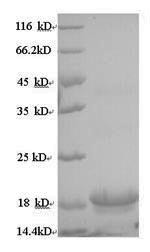 Interleukin-10 (IL10), Macaca mulatta, recombinant