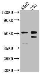 Anti-CASP2 Recombinant Monoclonal, clone 3D4