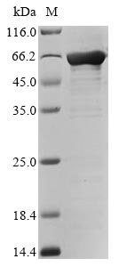 Fibroblast growth factor 2 (FGF2), Biotinylated, human, recombinant