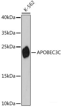 Anti-APOBEC3C