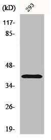 Anti-ATP1B3