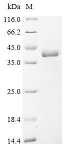 Butyrophilin-like protein 2 (BTNL2), partial, human, recombinant