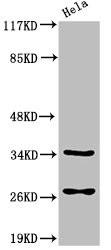 Anti-Cleaved-CASP6 (D162)