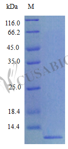 C-C motif chemokine 8 protein (Ccl8) (Active), mouse, recombinant