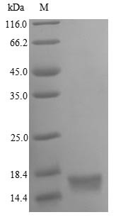 Oxytocin-neurophysin 1 (OXT), partial, human, recombinant