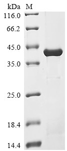 Kallikrein 1-related peptidase b5 (Klk1b5), mouse, recombinant