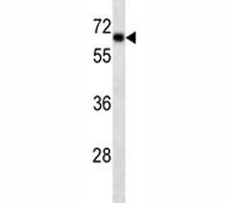 Anti-SOX9, clone 334CT39.1.4