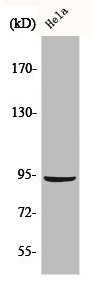 Anti-CTNNB1